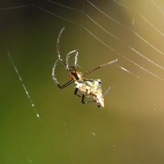 Micrathena shealsi