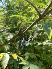 Libellula forensis