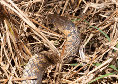 Fowlea flavipunctata