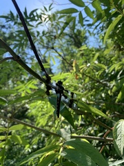 Libellula forensis