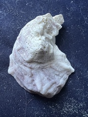 Crassostrea virginica