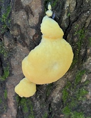 Climacocystis borealis