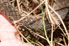 Fowlea flavipunctata