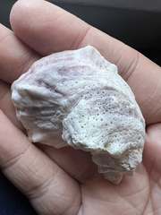 Crassostrea virginica