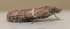 Moodna ostrinella
