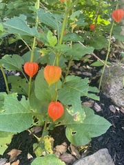 Alkekengi officinarum