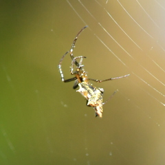 Micrathena shealsi