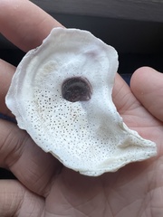 Crassostrea virginica