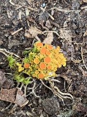 Xanthomendoza