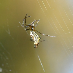 Micrathena shealsi