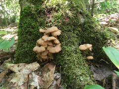 Lentinellus cochleatus