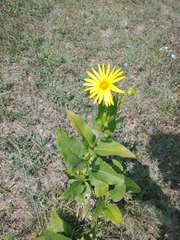 Silphium perfoliatum