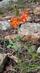 Silene laciniata