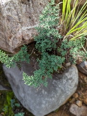 Argyrochosma limitanea