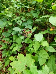 Rubus caesius