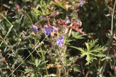 Geranium pratense