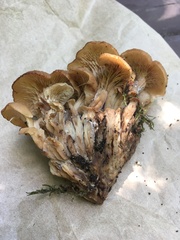Lentinellus cochleatus