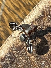 Delphinia picta