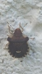 Dyroderes umbraculatus