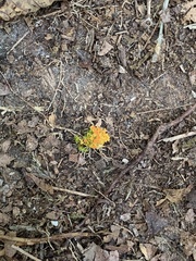 Xanthomendoza