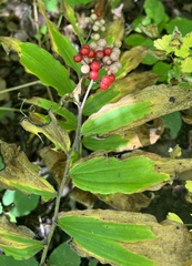 Maianthemum racemosum