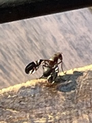 Delphinia picta