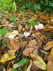 Cyclamen hederifolium