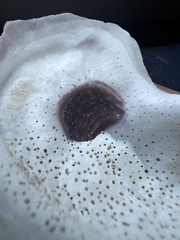 Crassostrea virginica