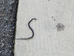 Nerodia sipedon sipedon