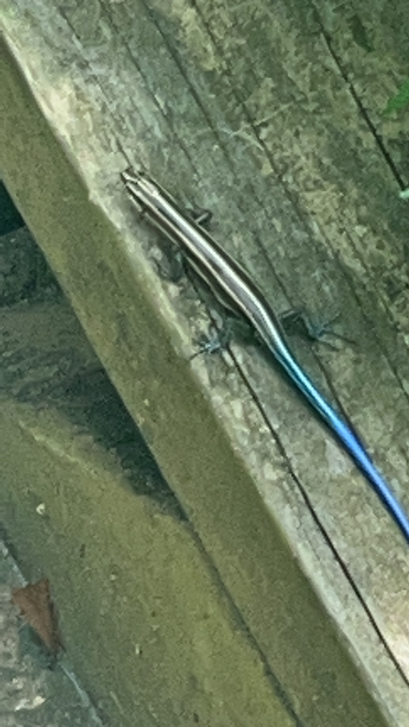 Common Fivelined Skink from Greenville County, USSC, US on August 24