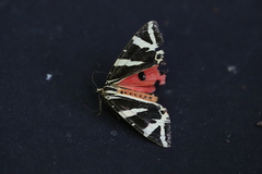 Euplagia quadripunctaria