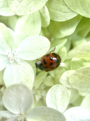 Hesperomyces harmoniae