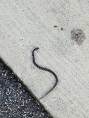 Nerodia sipedon sipedon