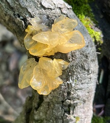 Phaeotremella foliacea