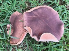 Tylopilus rubrobrunneus