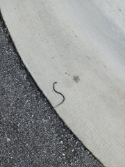 Nerodia sipedon sipedon