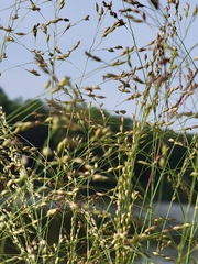 Panicum virgatum