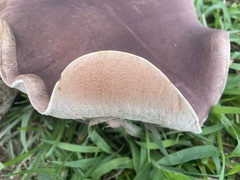 Tylopilus rubrobrunneus