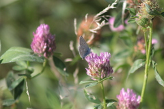 Polyommatus icarus