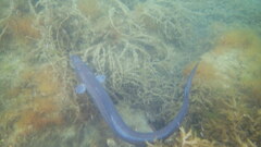 Conger conger