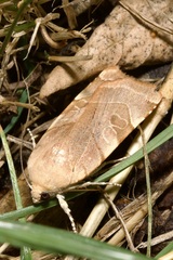 Noctua fimbriata