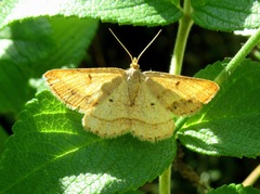 Isturgia arenacearia