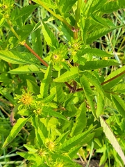 Bidens vulgata