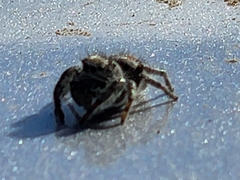 Phidippus adumbratus