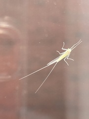 Ephemeroptera