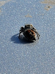 Phidippus adumbratus