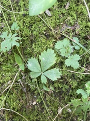 Potentilla simplex