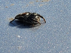 Phidippus adumbratus