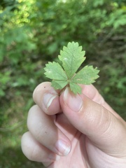 Potentilla simplex