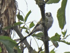 Aegithalos caudatus